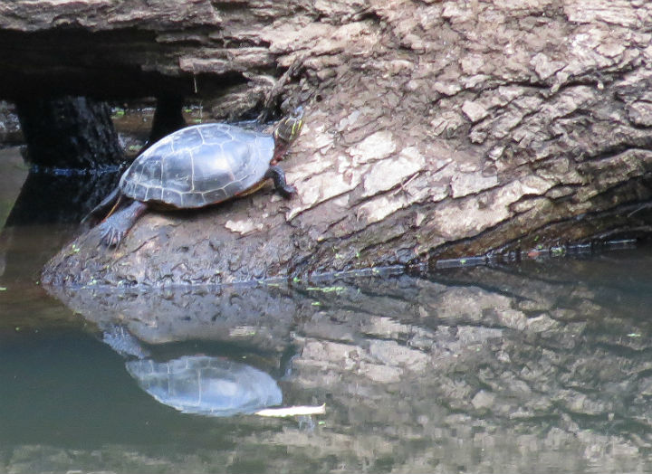 Midland Painted Turtle